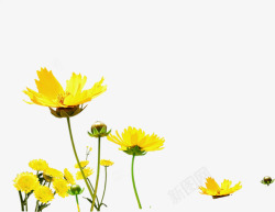 黄色唯美花朵风光素材
