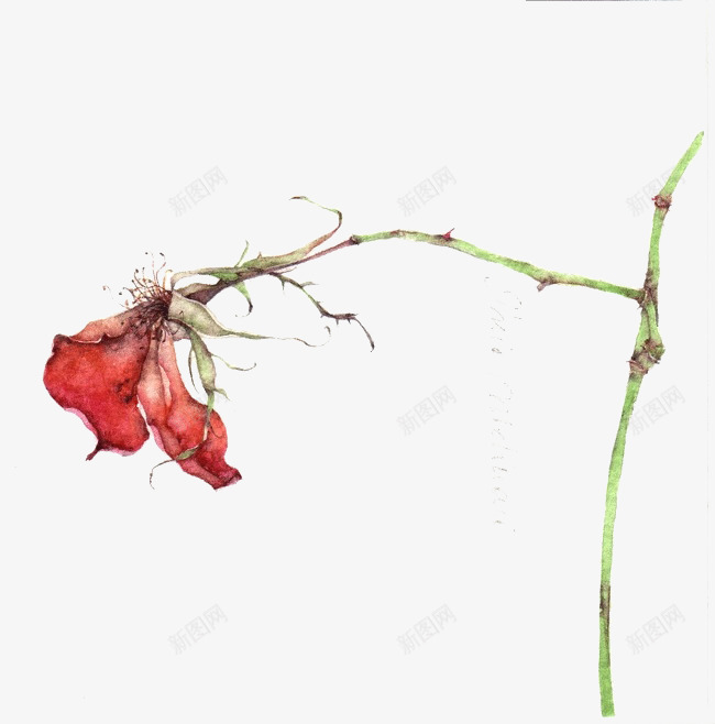 红色的摇摇欲坠的红玫瑰png免抠素材_新图网 https://ixintu.com 摇摇欲坠 玫瑰 红色