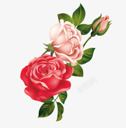 玫瑰花图壁纸红玫瑰高清图片