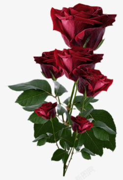 绿叶红色玫瑰花束素材