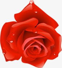 红色露水玫瑰七夕素材