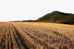 金黄色麦田风景一素材