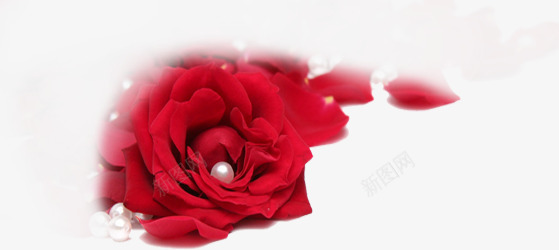 红色鲜红玫瑰珍珠png免抠素材_新图网 https://ixintu.com 玫瑰 珍珠 红色 鲜红