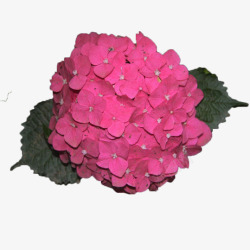 粉色绣球花素材