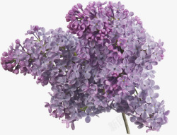 紫花花束花卉高清图片