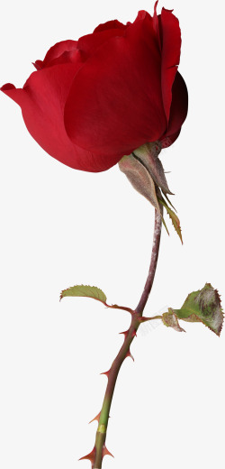 红玫瑰装饰素材