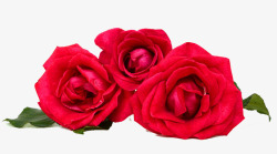 三朵玫瑰花素材