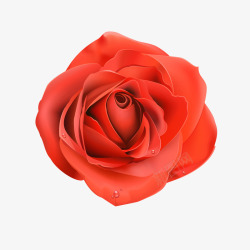 单个玫瑰玫瑰高清图片