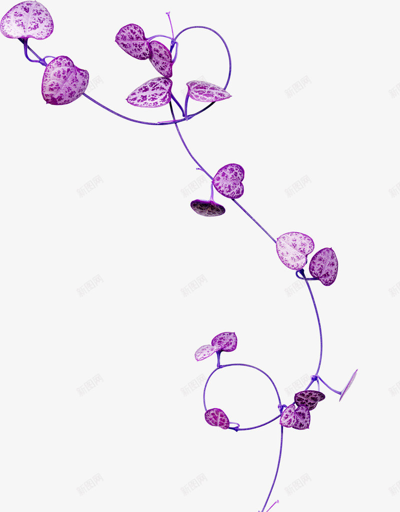 紫色漂亮枝叶png免抠素材_新图网 https://ixintu.com 叶子 枝条 漂亮枝叶 紫色枝叶