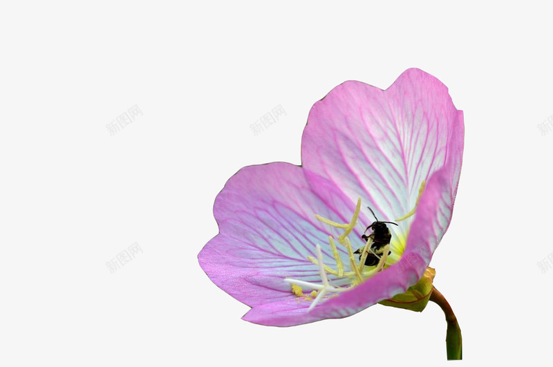 蜜蜂采蜜的月见草png免抠素材_新图网 https://ixintu.com 月见草 植物 花卉 花朵 花粉 蜜蜂 采蜜 鲜花