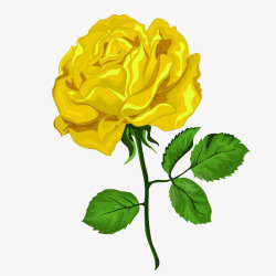 黄色玫瑰手绘插画素材