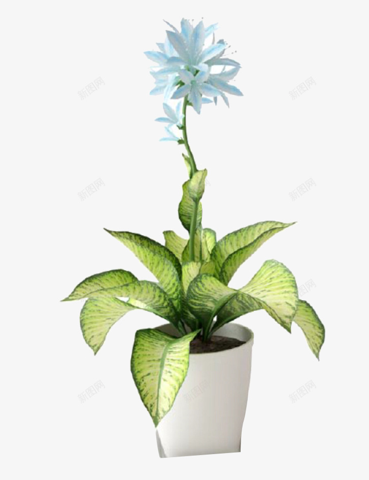 室内植物png免抠素材_新图网 https://ixintu.com 健康植物 净化空气 白花朵 绿色叶子