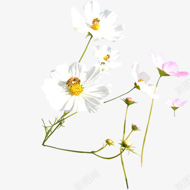 白色春天花朵蜜蜂装饰png免抠素材_新图网 https://ixintu.com 春天 白色 花朵 蜜蜂 装饰