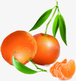 橙子水果树枝风光素材