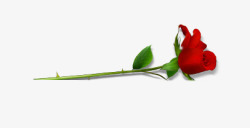 红色玫瑰花束素材