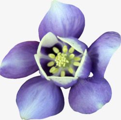 优雅紫色花朵素材