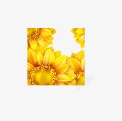 四朵金黄的向日葵素材