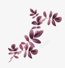紫色漂亮枝叶素材