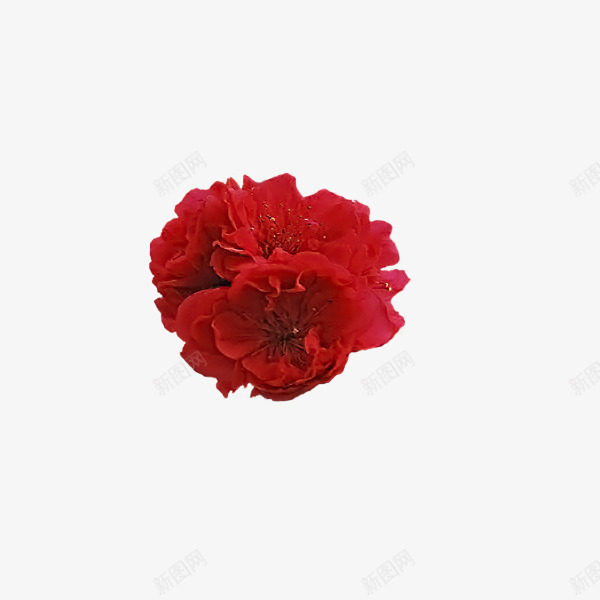 两朵红玫瑰花植物png免抠素材_新图网 https://ixintu.com 两朵 植物 玫瑰花
