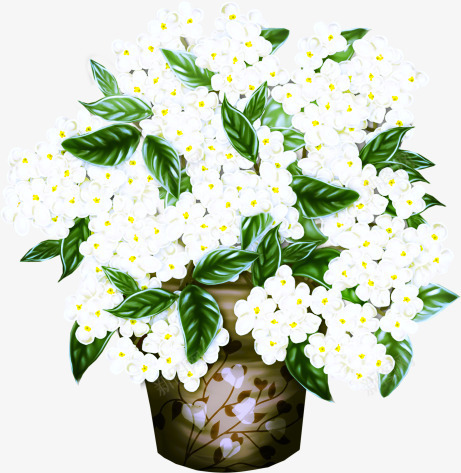 花盆里面的白色鲜花png免抠素材_新图网 https://ixintu.com 花朵 花盆 花蕊 鲜花