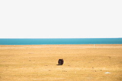 青海湖畔青海湖畔的牦牛高清图片
