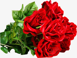 珠光红色玫瑰七夕情人节素材