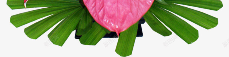 红色花朵绿色枝叶植物png免抠素材_新图网 https://ixintu.com 枝叶 植物 红色 绿色 花朵