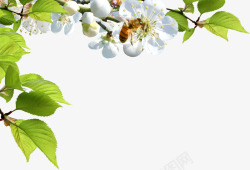 清新白色花朵蜜蜂素材