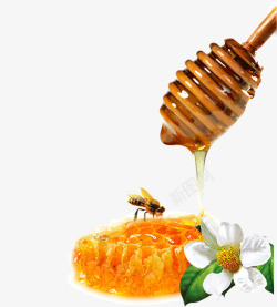 蜂巢上的蜜蜂素材