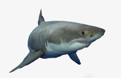 凶猛的大白鲨素材