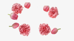粉色康乃馨朵3素材