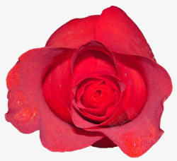 玫瑰火红玫瑰玫瑰素材