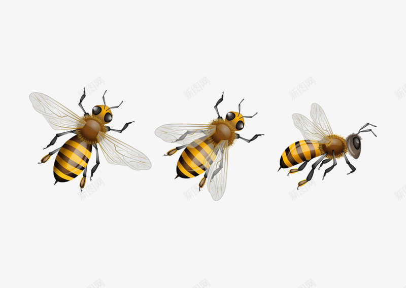 动物蜜蜂png免抠素材_新图网 https://ixintu.com 动物 动物蜜蜂 哲人 蜜蜂