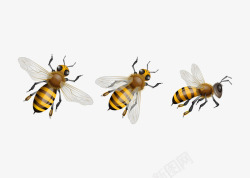动物蜜蜂素材