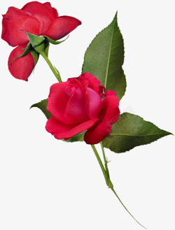 红玫瑰花绿叶玫瑰素材
