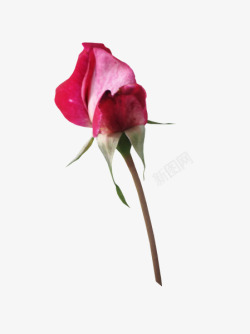 蔷薇花蕾含苞待放的玫瑰高清图片