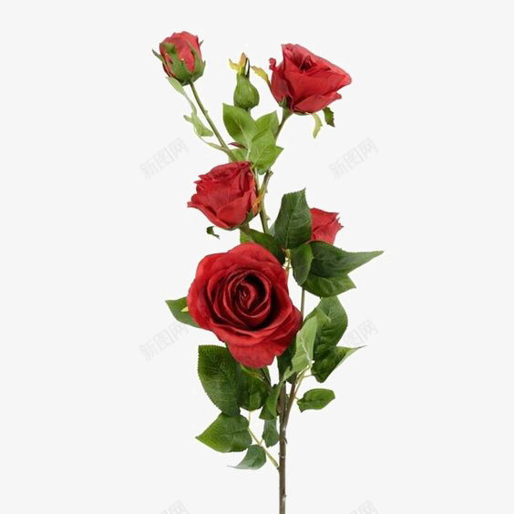 红玫瑰元素png免抠素材_新图网 https://ixintu.com 新鲜玫瑰 玫瑰免扣PNG 红玫瑰 花朵 鲜花