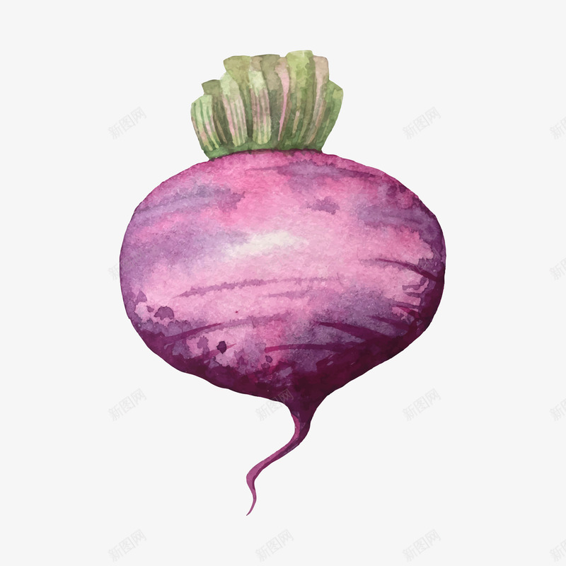 水彩水萝卜png免抠素材_新图网 https://ixintu.com 单个 水彩 紫色 蔬菜