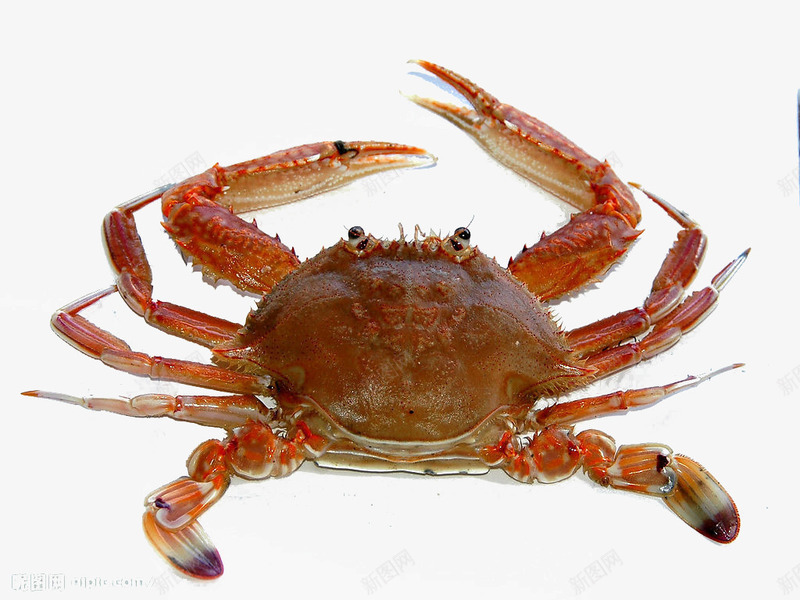 好吃的螃蟹png免抠素材_新图网 https://ixintu.com 死螃蟹 蒸熟的螃蟹 螃蟹