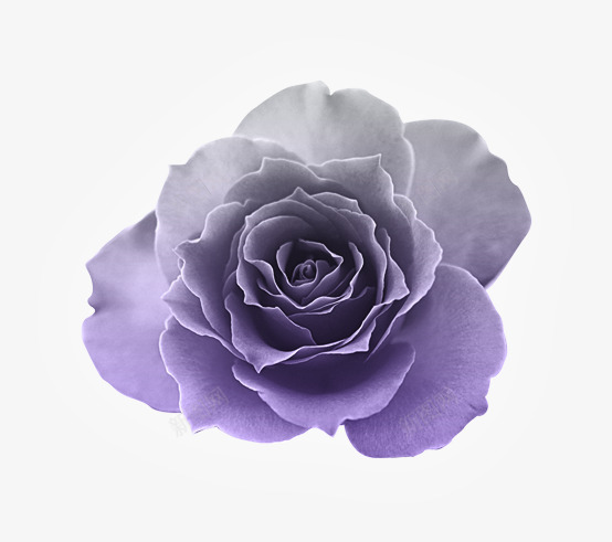 优雅紫色开放花朵png免抠素材_新图网 https://ixintu.com 优雅 开放 紫色 花朵