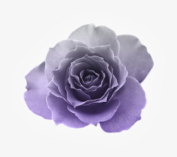 优雅紫色开放花朵素材