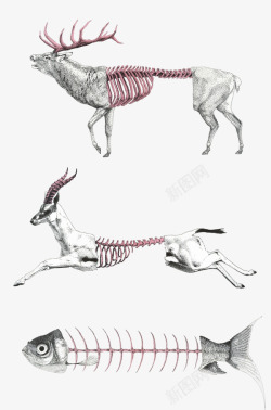 动物骨骼插画制作素材