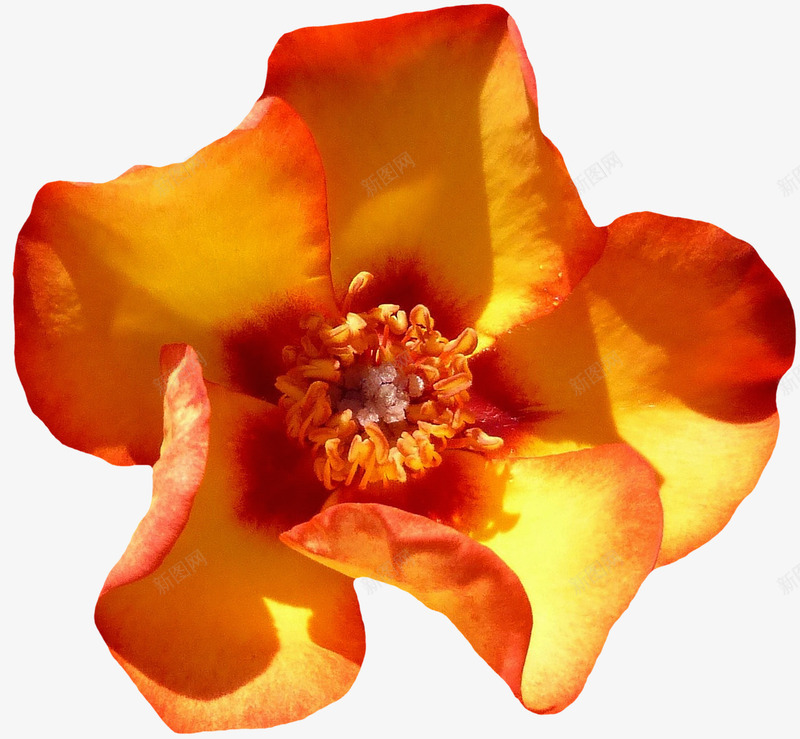 绽放的橙黄色玫瑰png免抠素材_新图网 https://ixintu.com 植物 橙色 橙黄色 玫瑰 花朵 花蕊 鲜花