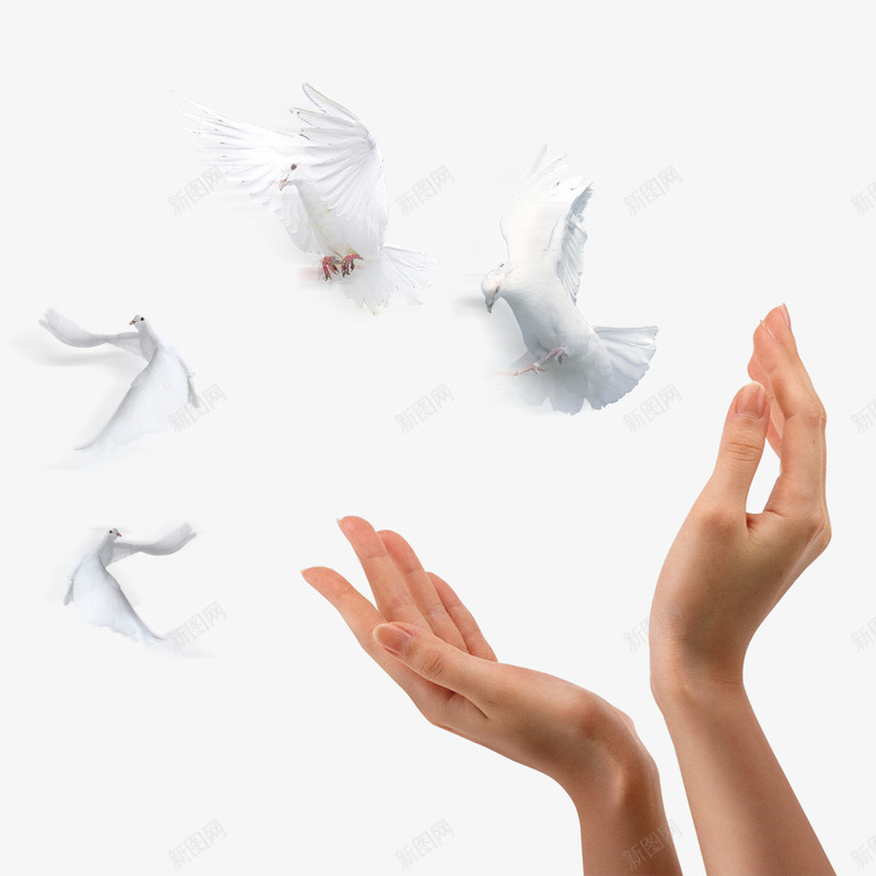 双手和和平鸽psd免抠素材_新图网 https://ixintu.com 双手 和平鸽 白色 象征