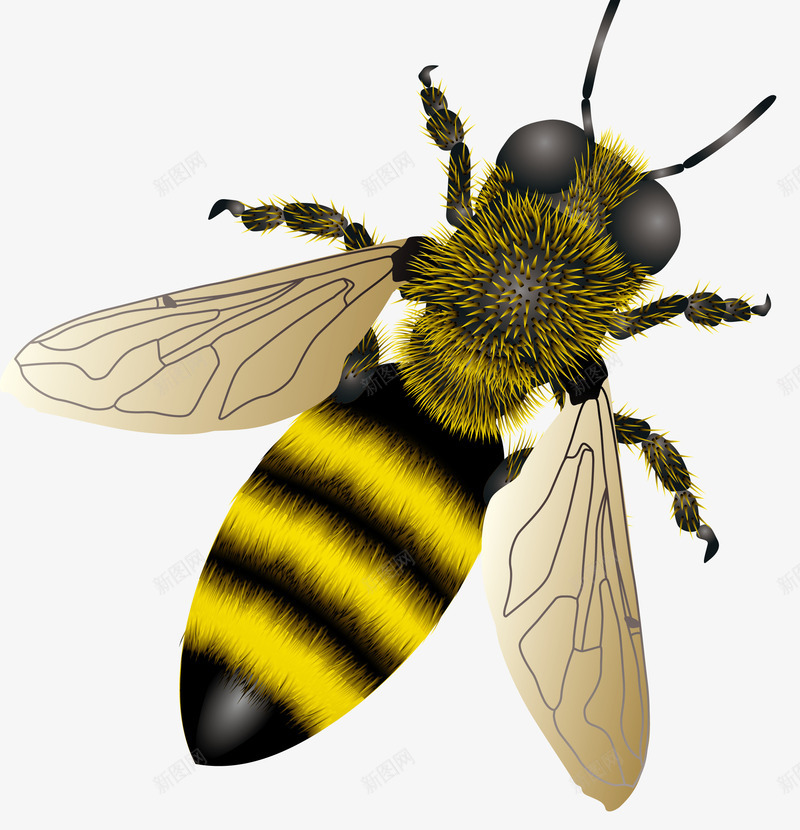 超清晰放大版蜜蜂png免抠素材_新图网 https://ixintu.com 放大版蜜蜂 放大版蜜蜂免费png下载 放大版蜜蜂矢量图 超清晰放大版蜜蜂