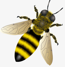 放大版蜜蜂免费png下载超清晰放大版蜜蜂高清图片
