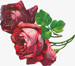 两朵大红色玫瑰素材
