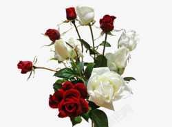 一束红玫瑰白玫瑰素材