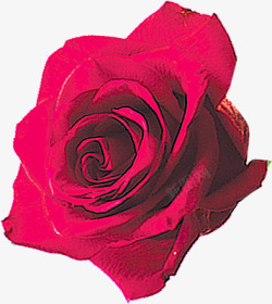 粉色玫瑰创意表白素材