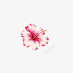 玫红牵牛花玫红牵牛花高清图片